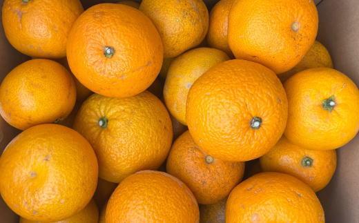 ç£çŽïŒœåæå±±ç±è¯çºç£ã®æšæãçæå
«æèš³ãããå®¶åºçšçŽ10kgïŒãµã€ãºæ··åïŒâ
2026幎3æäžæ¬é ããé æ¬¡çºéTM134