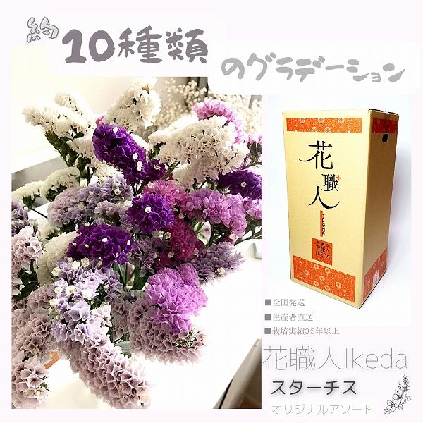 生花《スターチス》 花職人Ikeda（オリジナルアソート）
