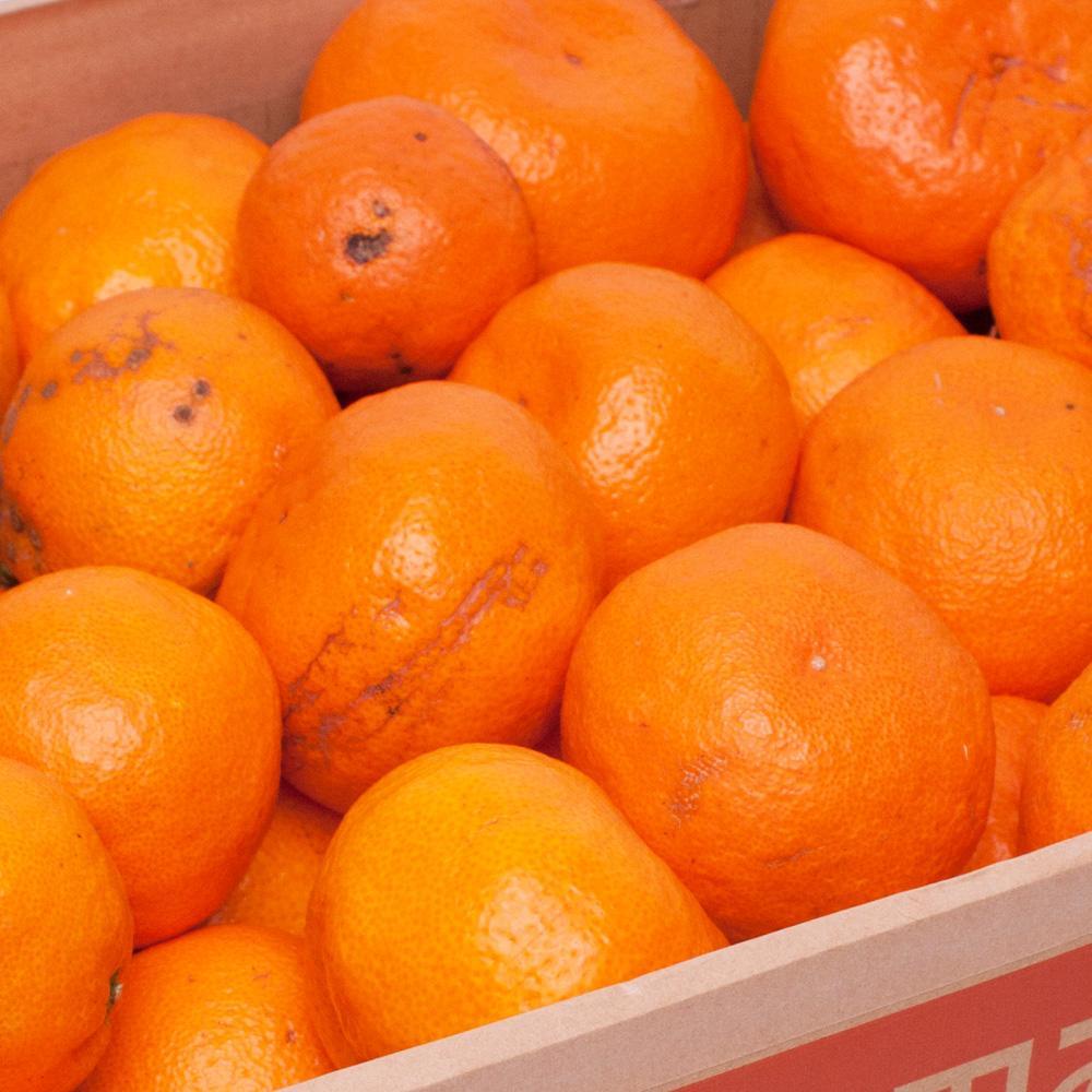 å®¶åºçš æç°ã¿ãã2.5kg+250gïŒå·ã¿è£ååïŒïŒ»2025幎10æäžæ¬ãã2026幎1æäžæ¬é é æ¬¡çºéäºå®ïŒœïŒ»IKE248