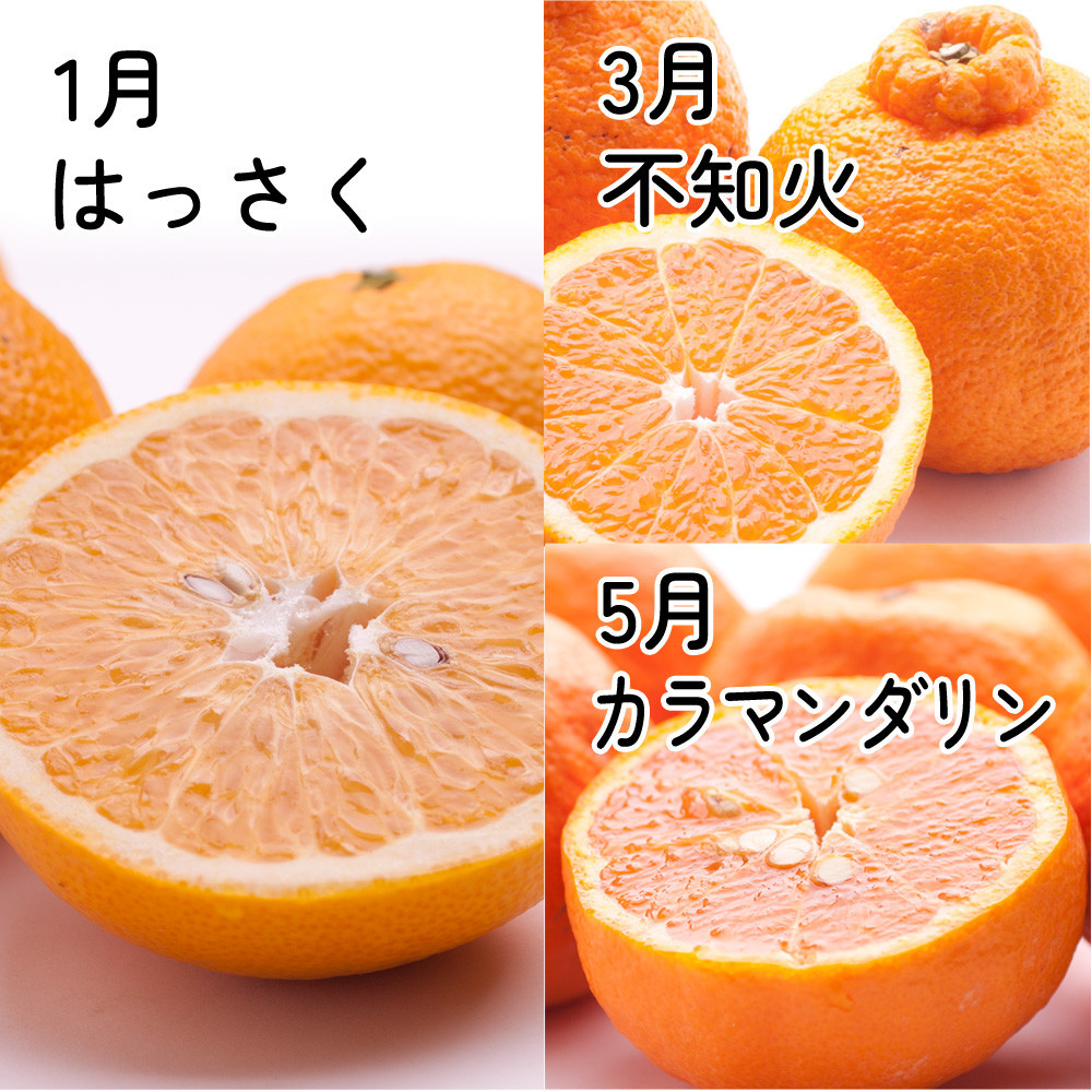 厳選 柑橘定期便S（奇数月）全6回［IKE287］