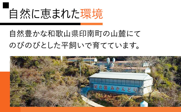 紀の国みかんどり　鶏水炊きセット