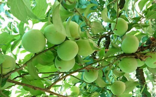 ［和歌山名産］南高梅約3kg（サイズ混合）・秀品［2026年6月より順次発送］［TM175］