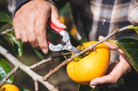 吊るし柿用たね無渋柿T軸又はクリップ付紐付約1.5〜2kg　約6〜12個＜2026年10月中旬〜11月上旬ごろ順次発送＞【ART11】