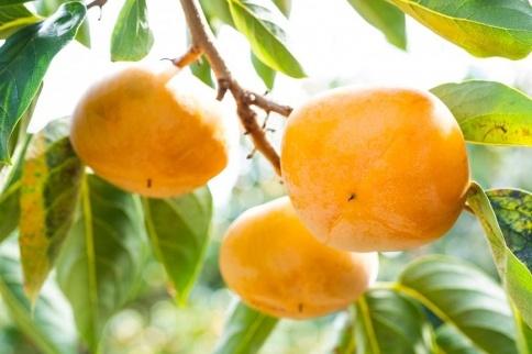 吊るし柿用たね無渋柿T軸又はクリップ付紐付約1.5〜2kg　約6〜12個＜2026年10月中旬〜11月上旬ごろ順次発送＞【ART11】