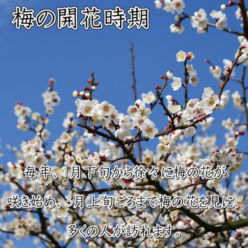 ããªã¿ã®éæ¢
åããã€ãæ¢
ã1.5kgãå¡©åçŽ8ïŒ
ãåæå±±ç£ããçŽå·å髿¢
ãå°åçº