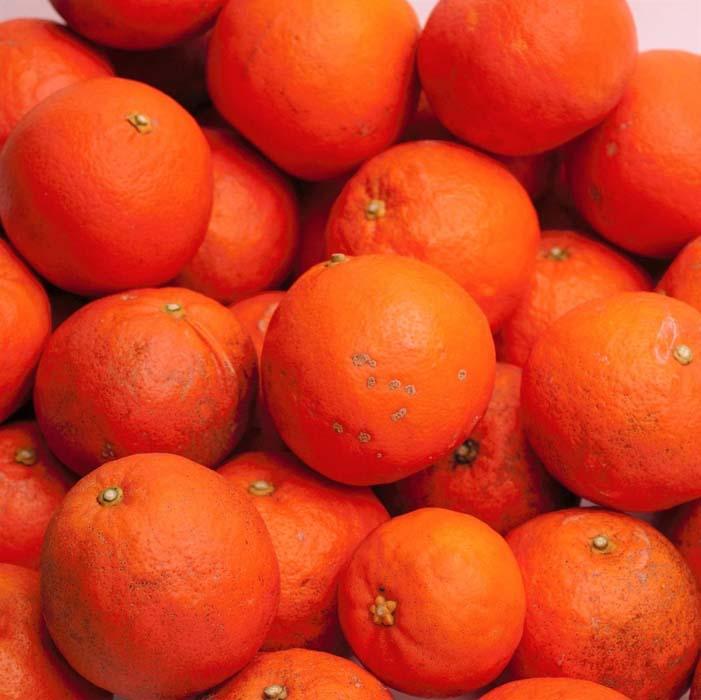 ［先行予約］家庭用 セミノールオレンジ2.5kg+250g（傷み補償分）［春みかん］［訳あり］［光センサー食べ頃出荷］［IKE151］