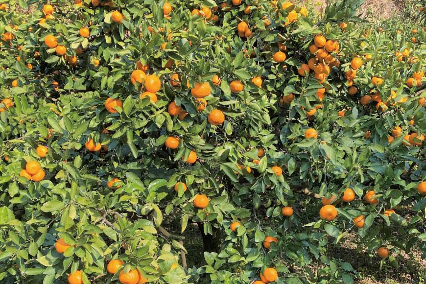 地元印南町産『完熟温州みかん』約5kg（S〜Lサイズ）