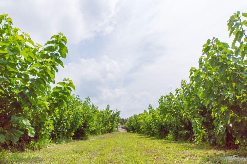 譯代ョ闡臥函闌カ100譛ャ蜈・