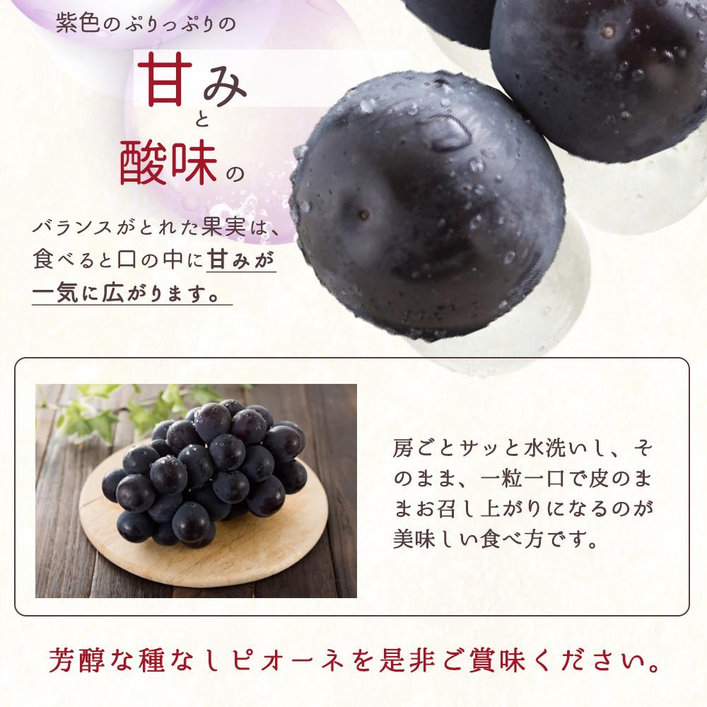 繝斐が繝シ繝 邏2kg縲邏蟾槫柱豁悟アア 縺九▽繧峨℃逕」シサ2026蟷エ8譛井ク区流莉・髯咲匱騾∽コ亥ョ夲シスシサUT119シス
