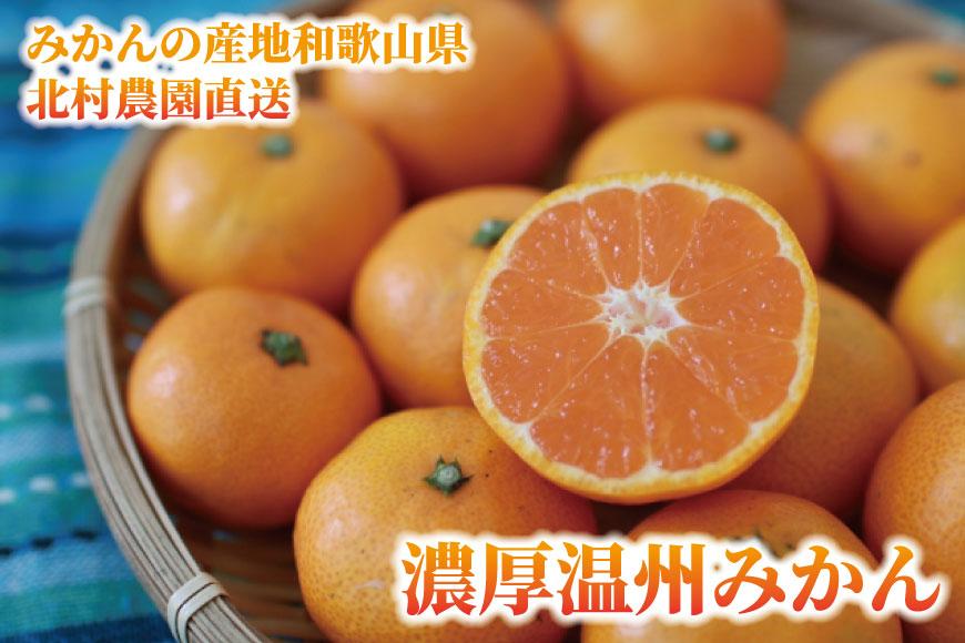 先行予約【2025年11月下旬より発送】濃厚温州みかん贈答用5kg（和歌山天田みかん）みかんの産地和歌山　北村農園直送