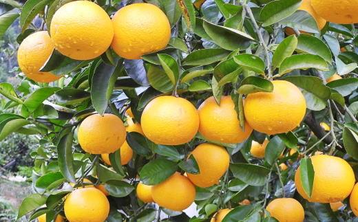 ç£çŽïŒœåæå±±ç±è¯çºç£ã®æšæãçæå
«æèš³ãããå®¶åºçšçŽ10kgïŒãµã€ãºæ··åïŒâ
2026幎3æäžæ¬é ããé æ¬¡çºéTM134