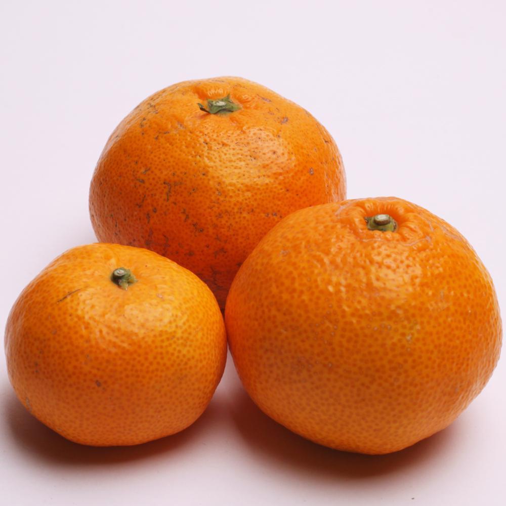 å®¶åºçš æç°ã¿ãã5kg+250gïŒå·ã¿è£ååïŒïŒ»2025幎10æäžæ¬ãã2026幎1æäžæ¬é é æ¬¡çºéäºå®ïŒœïŒ»IKE247