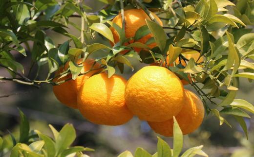 ［産直］和歌山由良町産の木成り熟成八朔約10kg（S～Lサイズをお届け）★2026年3月中旬頃より順次発送［TM135］