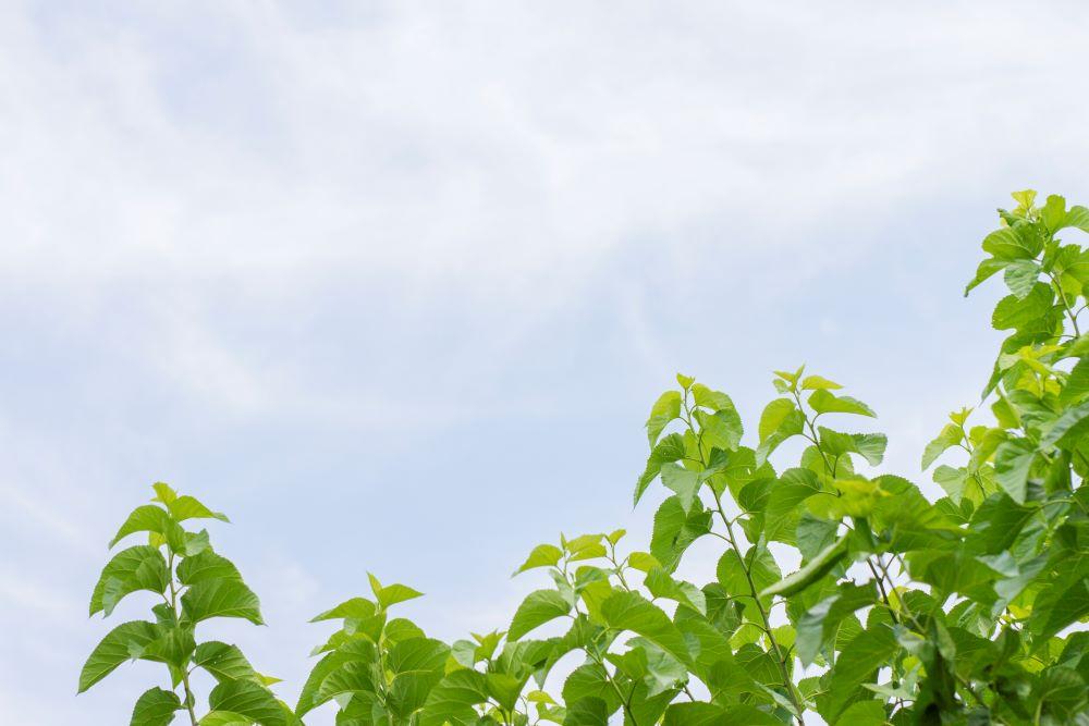 譯代ョ闡臥函闌カ100譛ャ蜈・