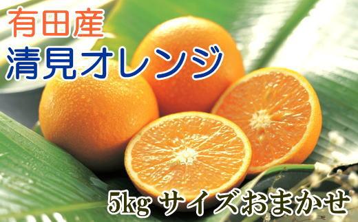 ［濃厚］有田産清見オレンジ約5kg（サイズおまかせ・青秀以上）★2026年2月下旬頃より順次発送［TM43］