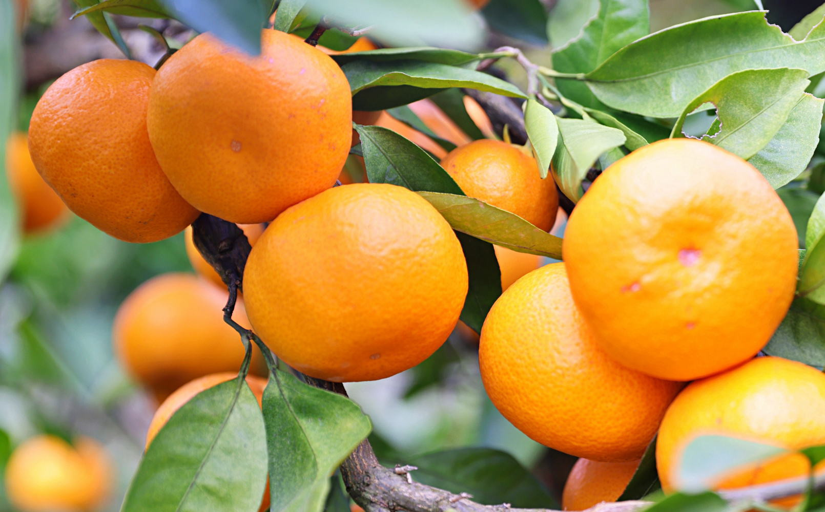 有田の旬の食べごろみかん約5kg（サイズ混合）（秀・優品混合）★2026年11月下旬頃より順次発送 ［TM226］