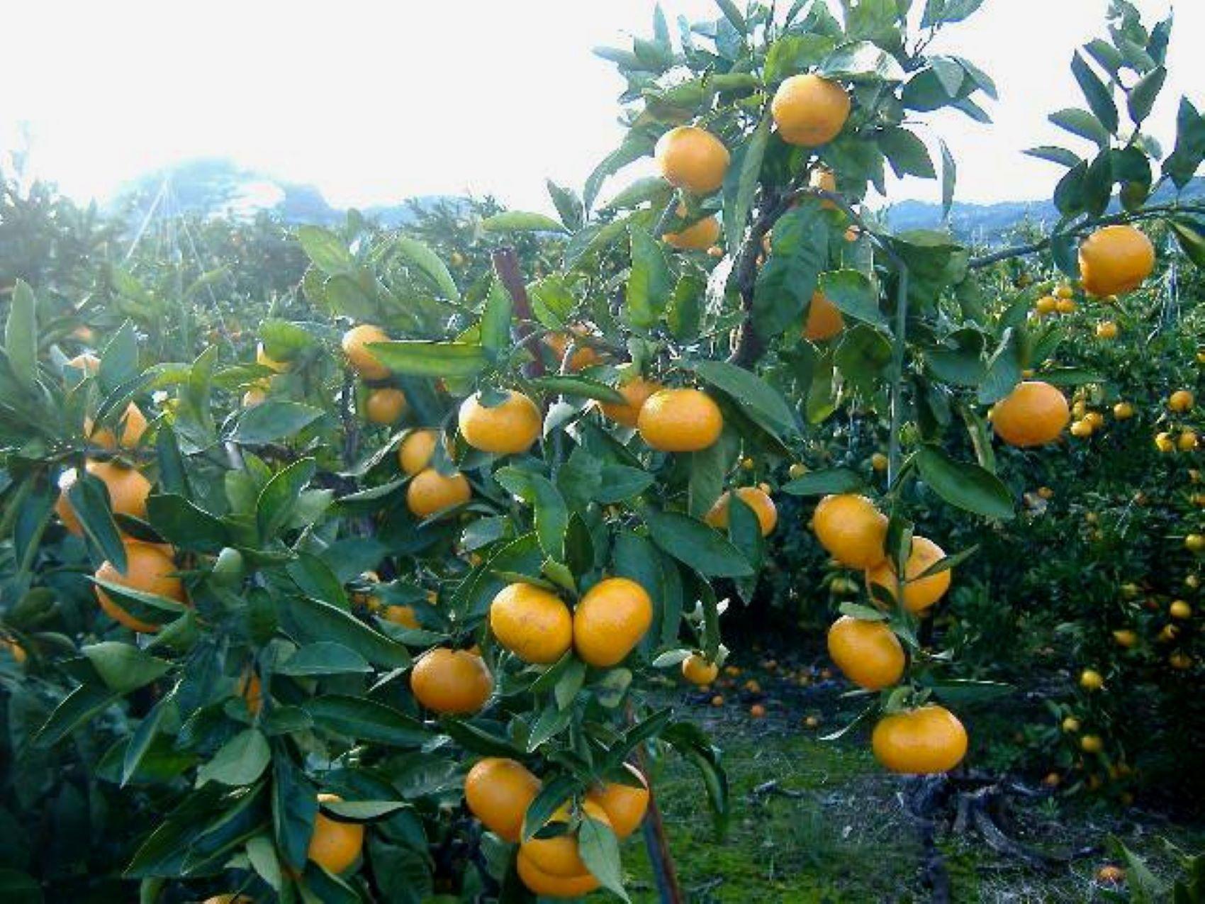 紀州有田みかん こつぶちゃん 約5kg SSサイズ［SL47］