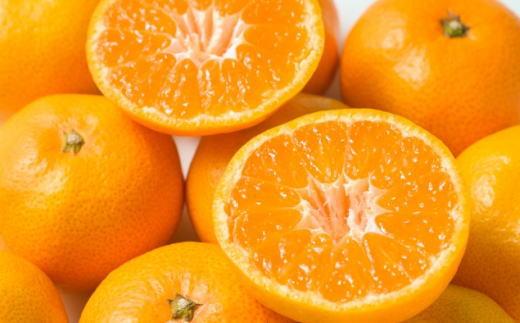  [秀品]和歌山有田みかん約6kg(3Lサイズ) ★2026年11月中旬頃より順次発送