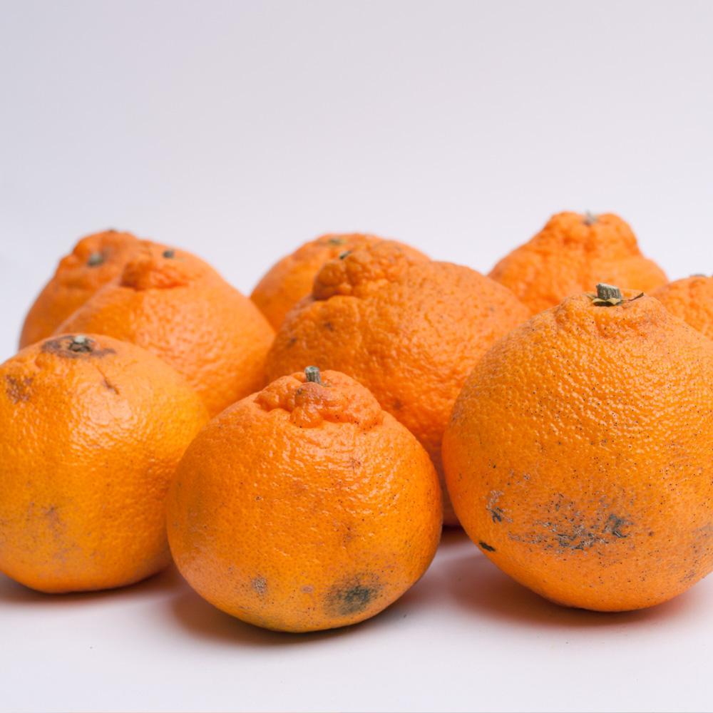 å
è¡äºçŽïŒœå®¶åºçš äžç¥ç«2.5kg+250gïŒå·ã¿è£ååïŒïŒ»ãã³ãã³ãšååçš®ã»äººæ°ã®æ¥ã¿ããããããã»èš³ããIKE120