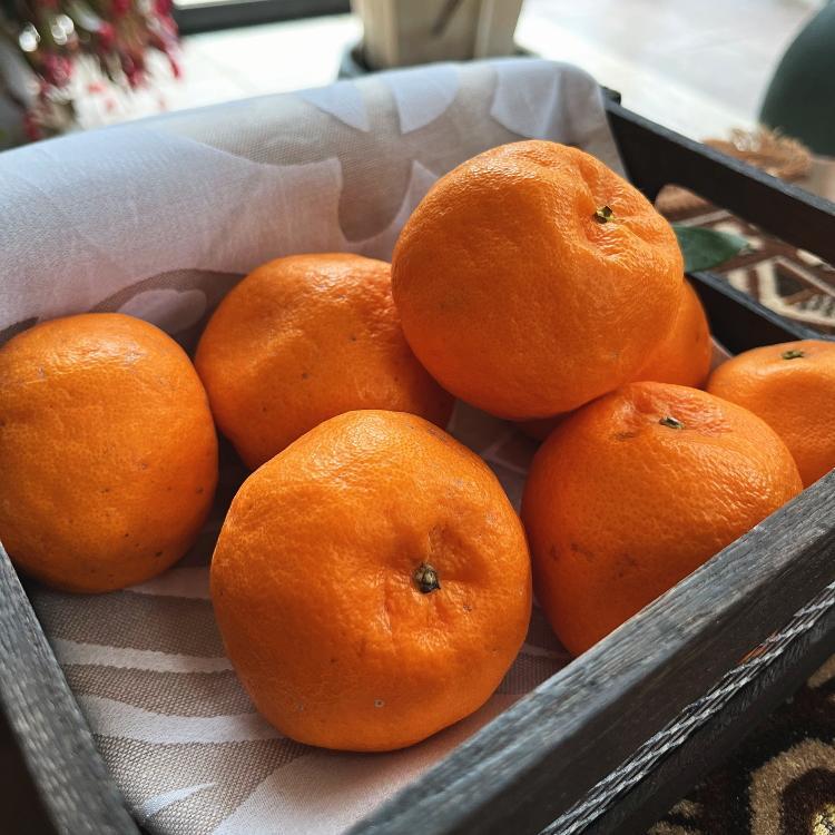 ç¹éž å®ç ãã³ã«ã³ çŽ3kgå
è¡äºçŽïŒœïŒ»MS49