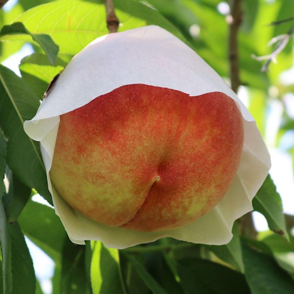 和歌山県産 桃 3玉～4玉 約1kg 秀品［AS1］