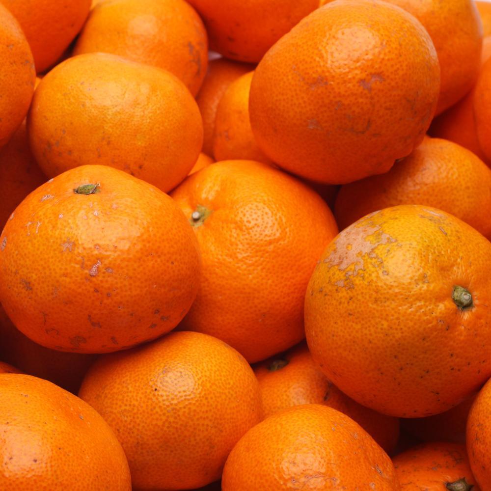 å®¶åºçš æç°ã¿ãã5kg+250gïŒå·ã¿è£ååïŒïŒ»2025幎10æäžæ¬ãã2026幎1æäžæ¬é é æ¬¡çºéäºå®ïŒœïŒ»IKE247