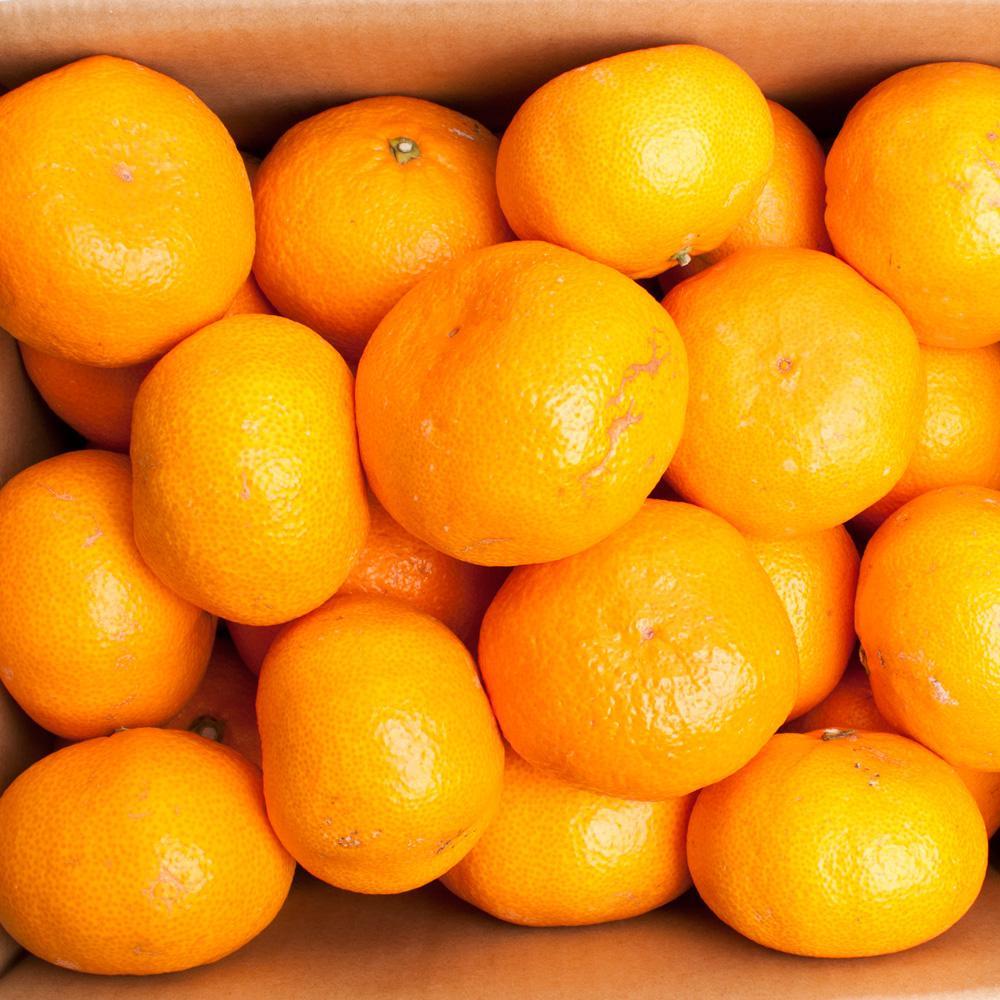 å®¶åºçš 倧ããªæç°ã¿ãã10kg+250gïŒå·ã¿è£ååïŒïŒ»2025幎11æäžæ¬ãã2026幎1æäžæ¬é é æ¬¡çºéäºå®ïŒœïŒ»IKE243