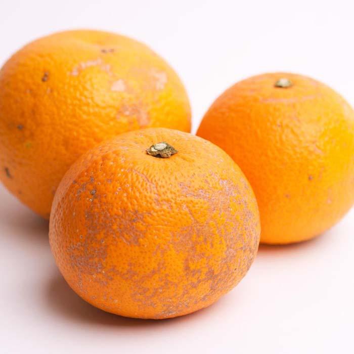 ［先行予約］家庭用 樹上完熟はっさく2.5kg+250g（傷み補償分）［有田の春みかん・五月八朔・木生りはっさく］［光センサー選別］［訳あり・わけあり］［IKE34］