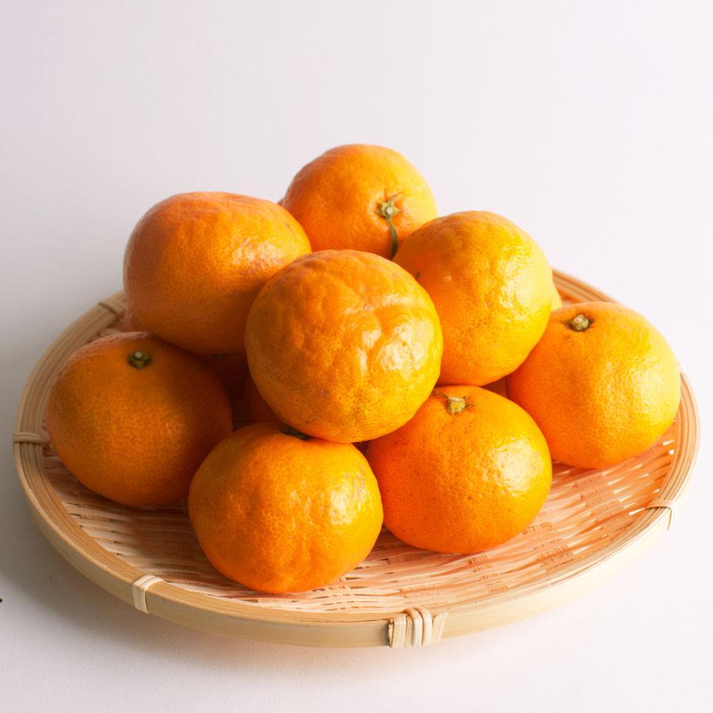 ãã¬ãã¢ã æç°ã¿ãã10kg+250gïŒå·ã¿è£ååïŒïŒ»2025幎10æäžæ¬ãã2026幎1æäžæ¬é é æ¬¡çºéäºå®ïŒœïŒ»IKE249