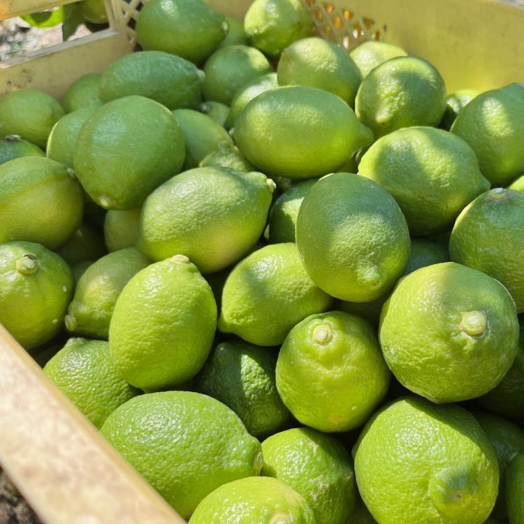 紀州和歌山 有田レモン 約2kg［農家直送］［先行予約］［MS67］