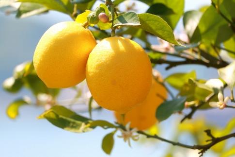 ç£çŽïŒœåæå±±ç£ã¬ã¢ã³çŽ5kgïŒãµã€ãºæ··åïŒâ
2026幎3æäžæ¬é ããé æ¬¡çºéTM129