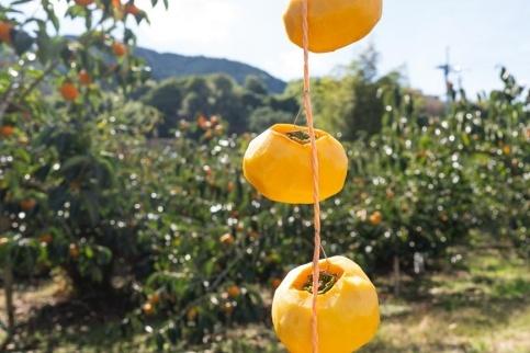 吊るし柿用たね無渋柿T軸又はクリップ付紐付約4.5〜5kg　約24〜30個＜2026年10月中旬〜11月上旬ごろ順次発送＞【ART13】