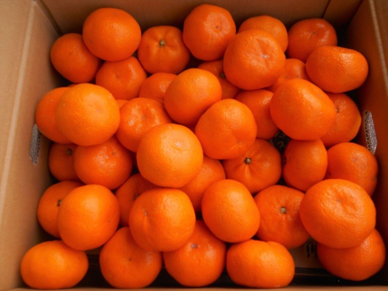 紀州有田みかん　秀品　約10kg　サイズおまかせ（Ｌ・M・S）いずれかお届け［SL43］