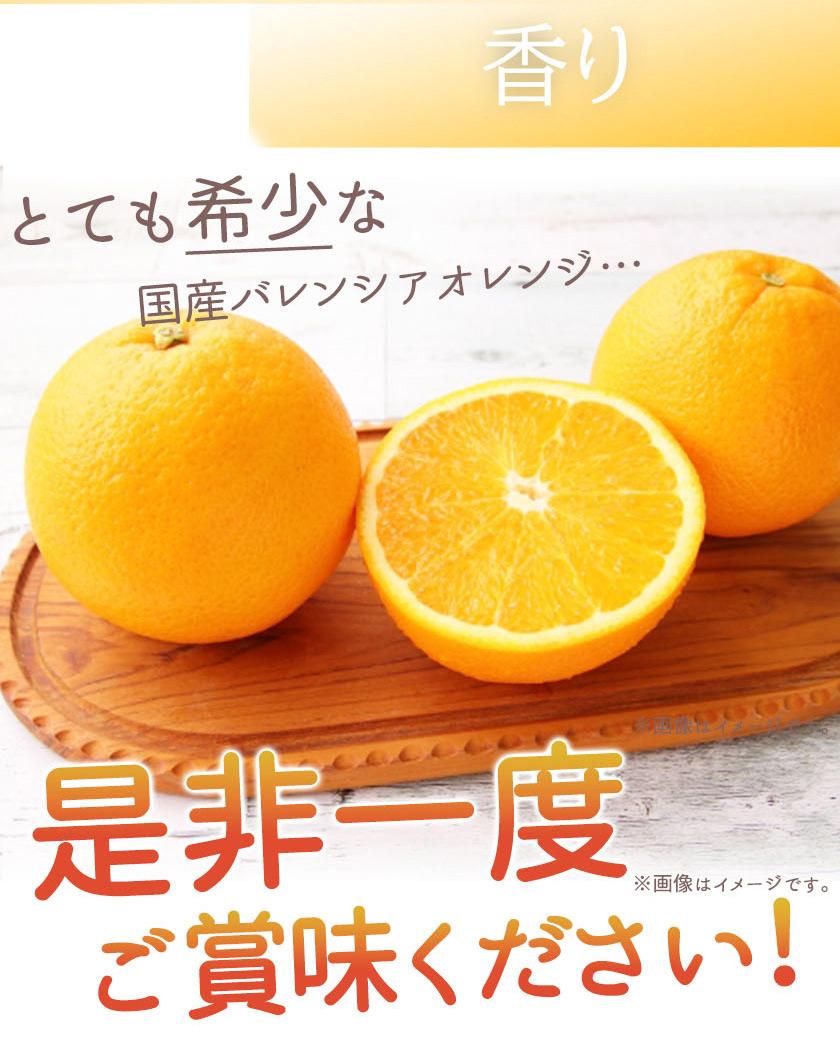 秀品 希少な国産バレンシアオレンジ 5kg［2026年6月下旬頃～2026年7月上旬頃に順次発送］［UT76］