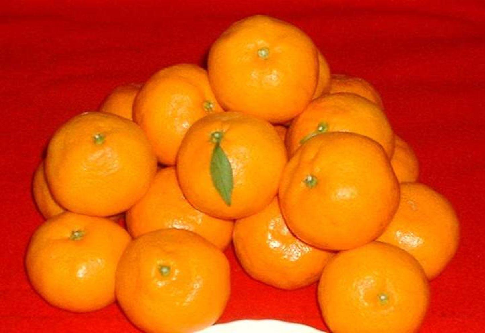 紀州有田みかん 約10kg 2Lサイズ(大玉) ［SL44］