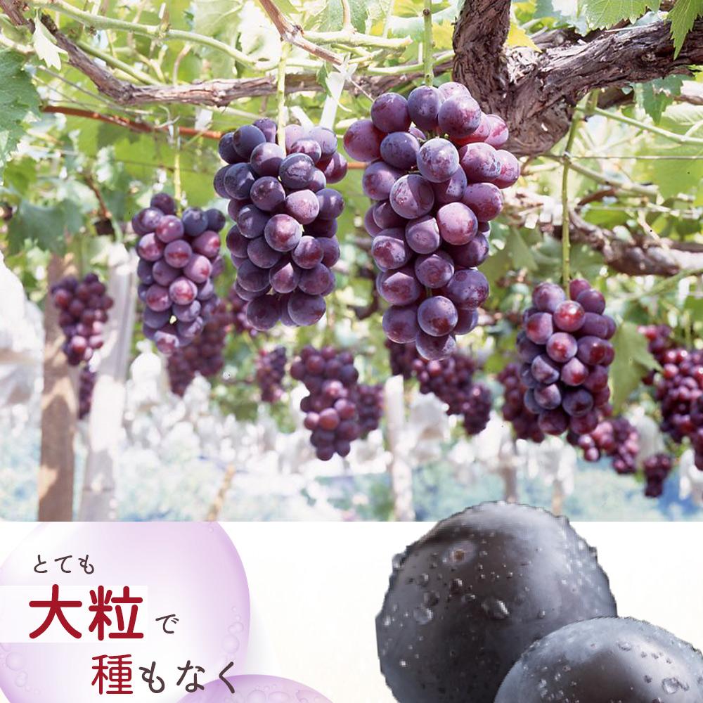 繝斐が繝シ繝 邏2kg縲邏蟾槫柱豁悟アア 縺九▽繧峨℃逕」シサ2026蟷エ8譛井ク区流莉・髯咲匱騾∽コ亥ョ夲シスシサUT119シス