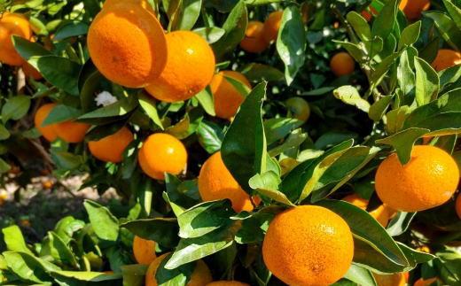  [秀品]和歌山有田みかん約6kg(3Lサイズ) ★2026年11月中旬頃より順次発送