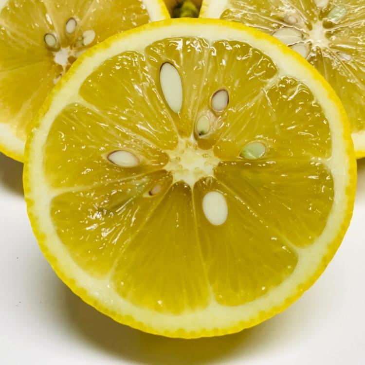 紀州和歌山 有田レモン 約2kg［農家直送］［先行予約］［MS67］