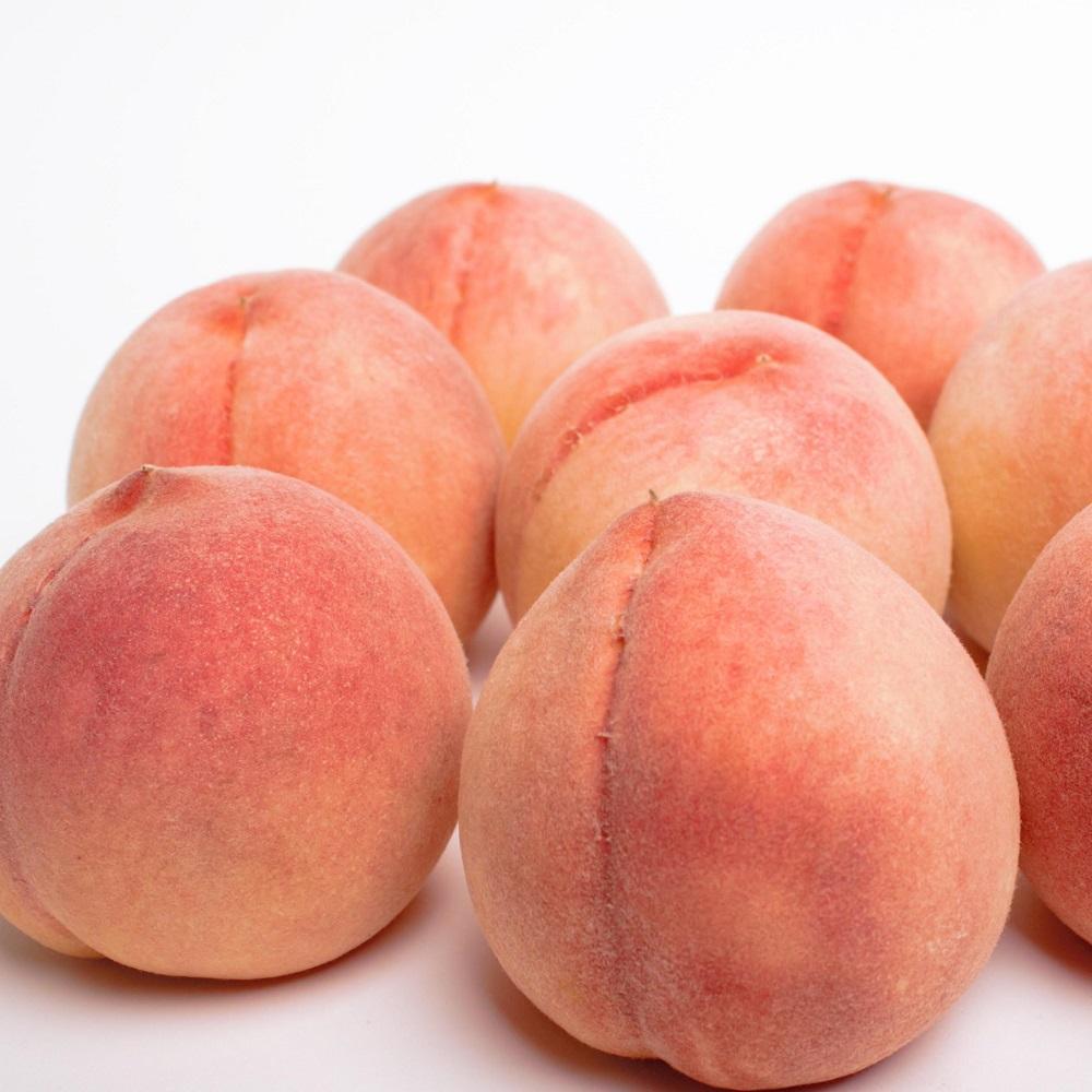 シサ蜈郁。御コ育エシス蜥梧ュ悟アア縺ョ蜴ウ驕ク逋ス譯 邏1.5kgシサ逋ス魑ウ繝サ貂豌エ逋ス譯繝サ蟾昜クュ蟲カ繝サ繧ゅb繝サ縺ッ縺上→縺シスシサ蛹也イァ邂ア蜈・繧奇シスシサIKE16シス