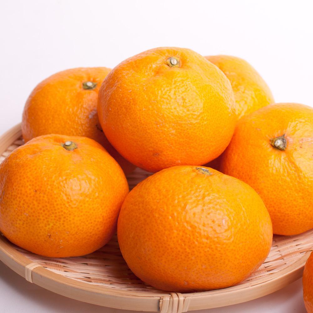 家庭用 大きな有田みかん5kg+250g（傷み補償分）［2025年11月中旬から2026年1月下旬頃順次発送予定］［IKE244］