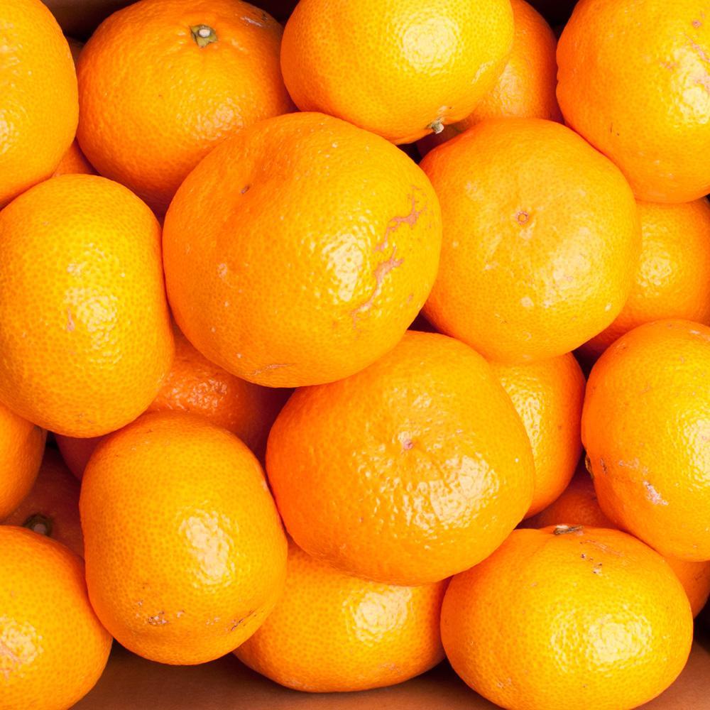 家庭用 大きな有田みかん5kg+250g（傷み補償分）［2025年11月中旬から2026年1月下旬頃順次発送予定］［IKE244］