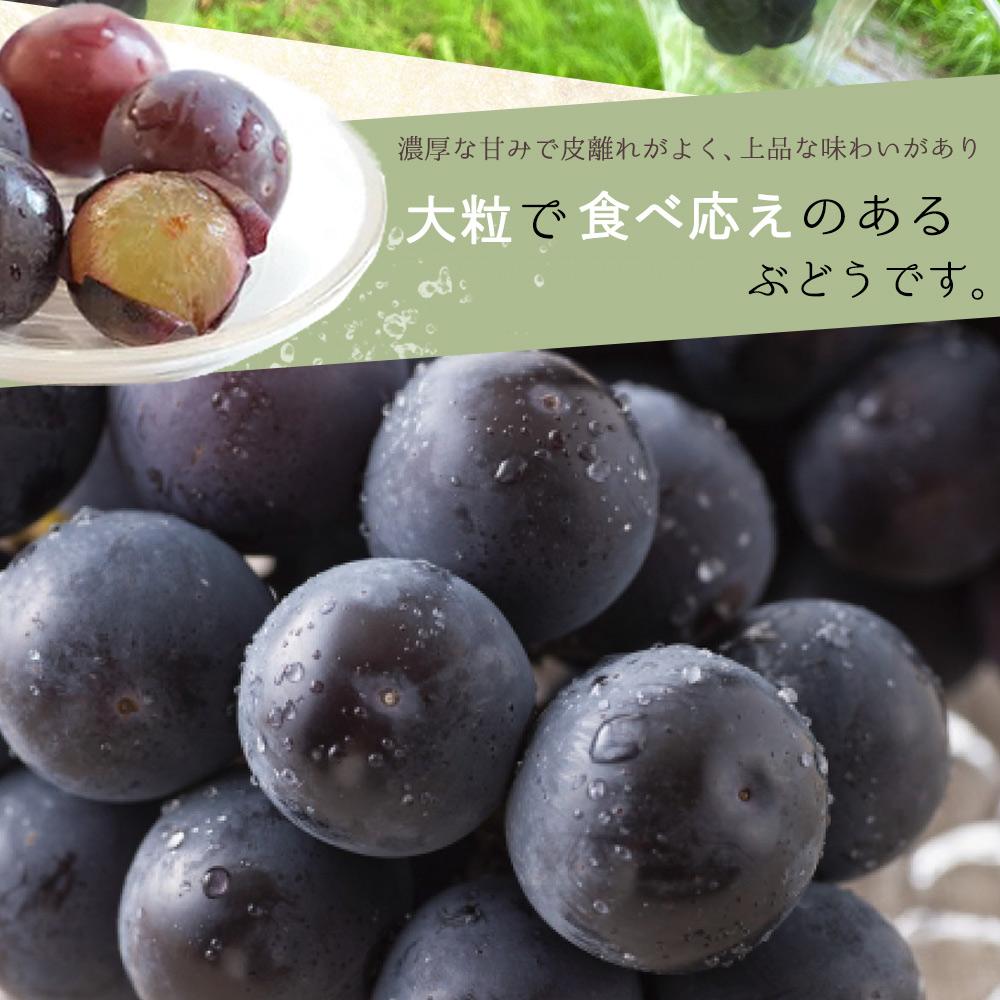 繝斐が繝シ繝 邏2kg縲邏蟾槫柱豁悟アア 縺九▽繧峨℃逕」シサ2026蟷エ8譛井ク区流莉・髯咲匱騾∽コ亥ョ夲シスシサUT119シス