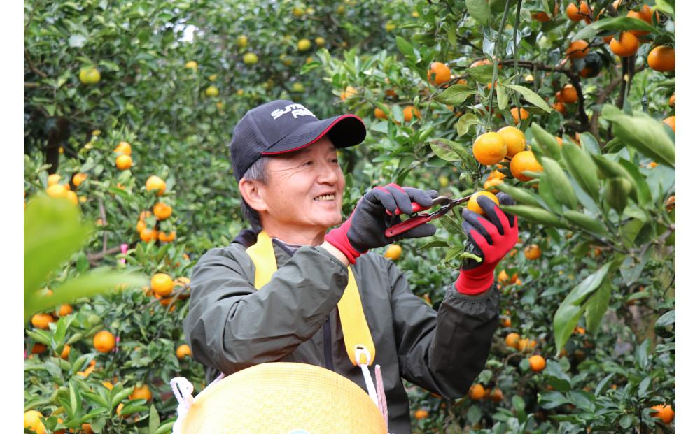 æšãªãã¯ã£ããã¿ãããå®¶åºçš 5kgç®±å
¥ãWS9ã