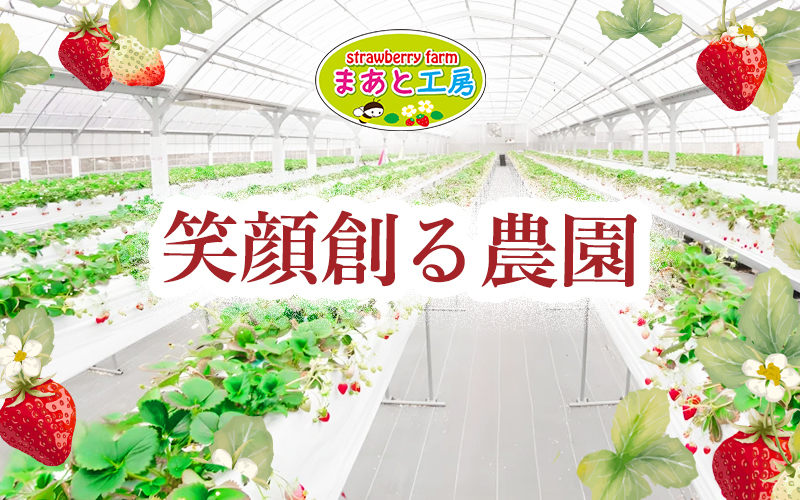 【体験】 【開催期間 2027年1月1日～5月7日】 オリジナルいちごと人気ブランドいちごの食べ比べ いちご狩り体験チケット ( 4名様分)【maato005】