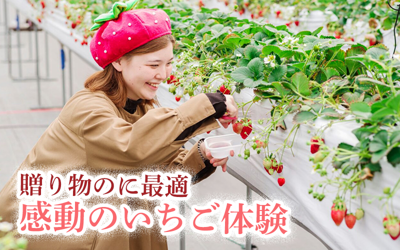【体験】 【開催期間 2027年1月1日～5月7日】 オリジナルいちごと人気ブランドいちごの食べ比べ いちご狩り体験チケット ( 5名様分)【maato006】