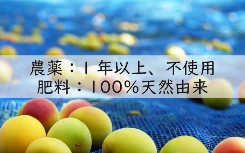 訳あり 無添加 梅干し 紀州梅香の減塩3%つぶれ梅 約1kg(500g x 2) 中~大粒 はねだし梅 紀州南高梅 産直) 3-G［KU3］【baiko002A】