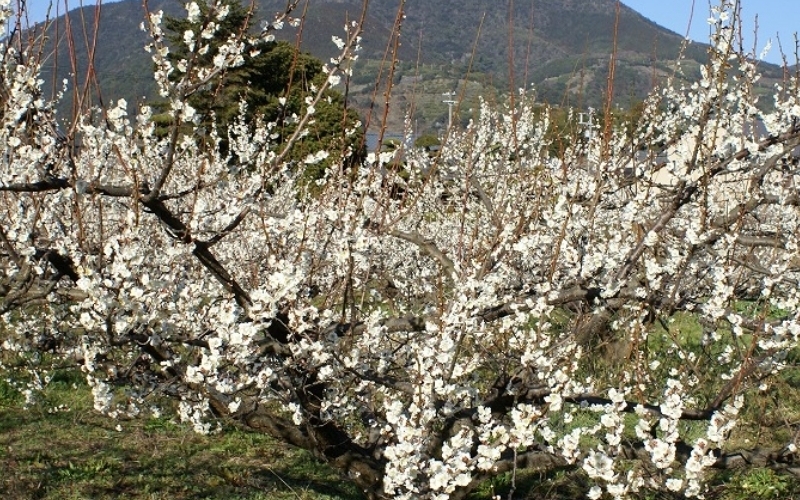 æ¢
å¹²ããå¯ä¹å©ã®å髿¢
ã¯ã¡ã¿ã€ã800g / ã¿ãªã¹çº æ¢
å¹²ã æ¢
å¹² ã¯ã¡ã¿ã€æ¢
å¹²ã ã¯ã¡ã¿ã€æ¢
èèæ¢
å¹² å®ç ãããŒã çŽå·å髿¢
å髿¢
å¡©åçŽ8ïŒ
äœå¡© å¡©åæ§ãã èŽç èŽãç© ã®ãã ãã¬ãŒã³ã é²ç©ãsskn003ã