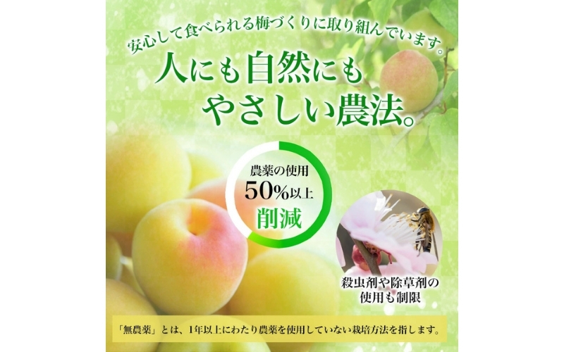 梅干し 無添加 訳あり はちみつ梅干1kg（500×2） 紀州梅香 / ワケあり つぶれ つぶれ梅 梅干し うめぼし【baiko001A】