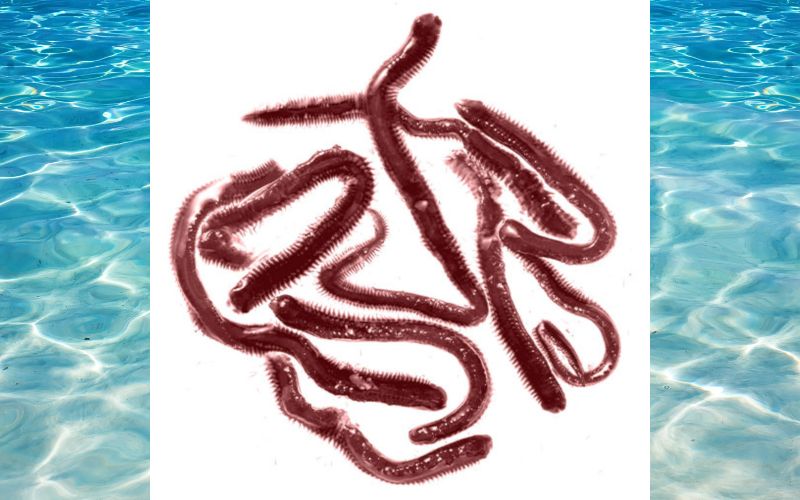 【釣り】釣りエサ　セカンドベイト 4種セット（オキアミ・イソガニ・イソメ・ゲソ） 【hmi005】