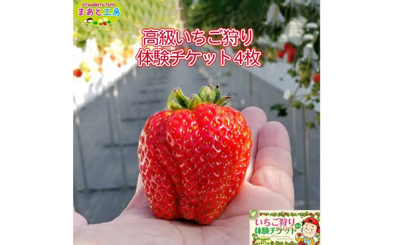 【体験】いちご狩り体験ファミリーチケット 【maato003A】